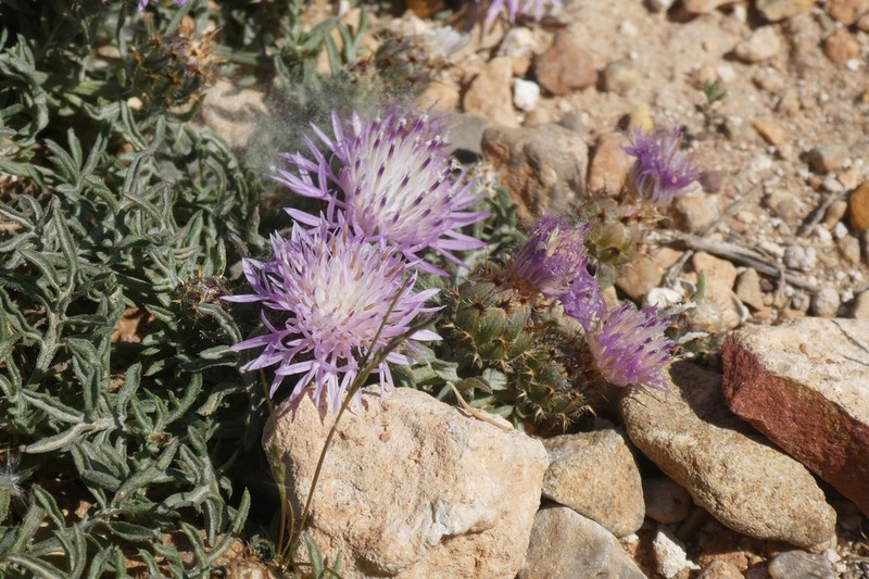 Centaurea pinae photo 3