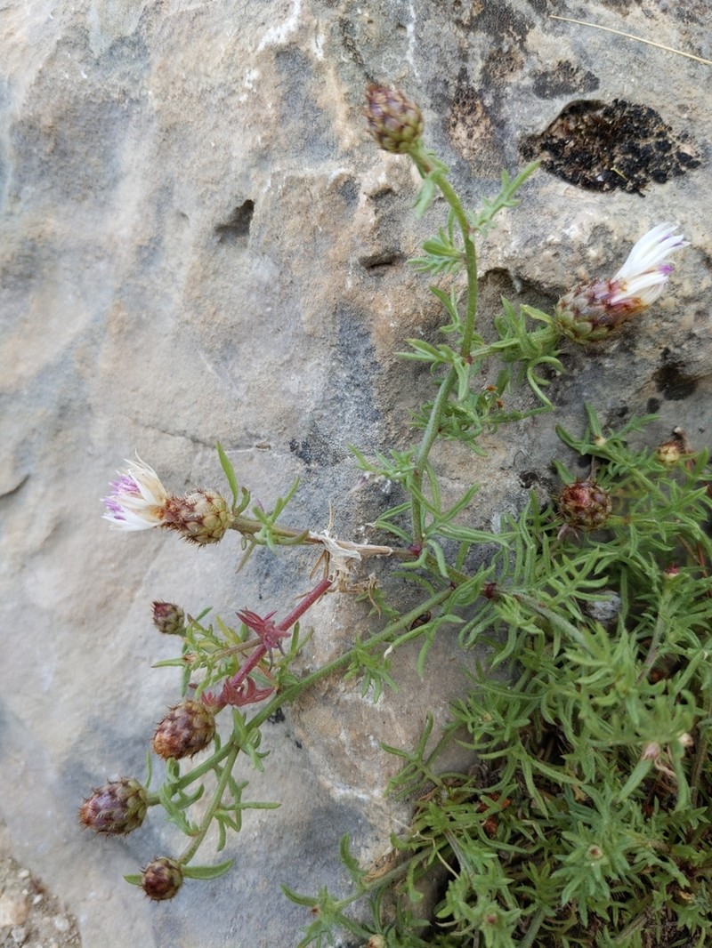 Centaurea pinae photo 4
