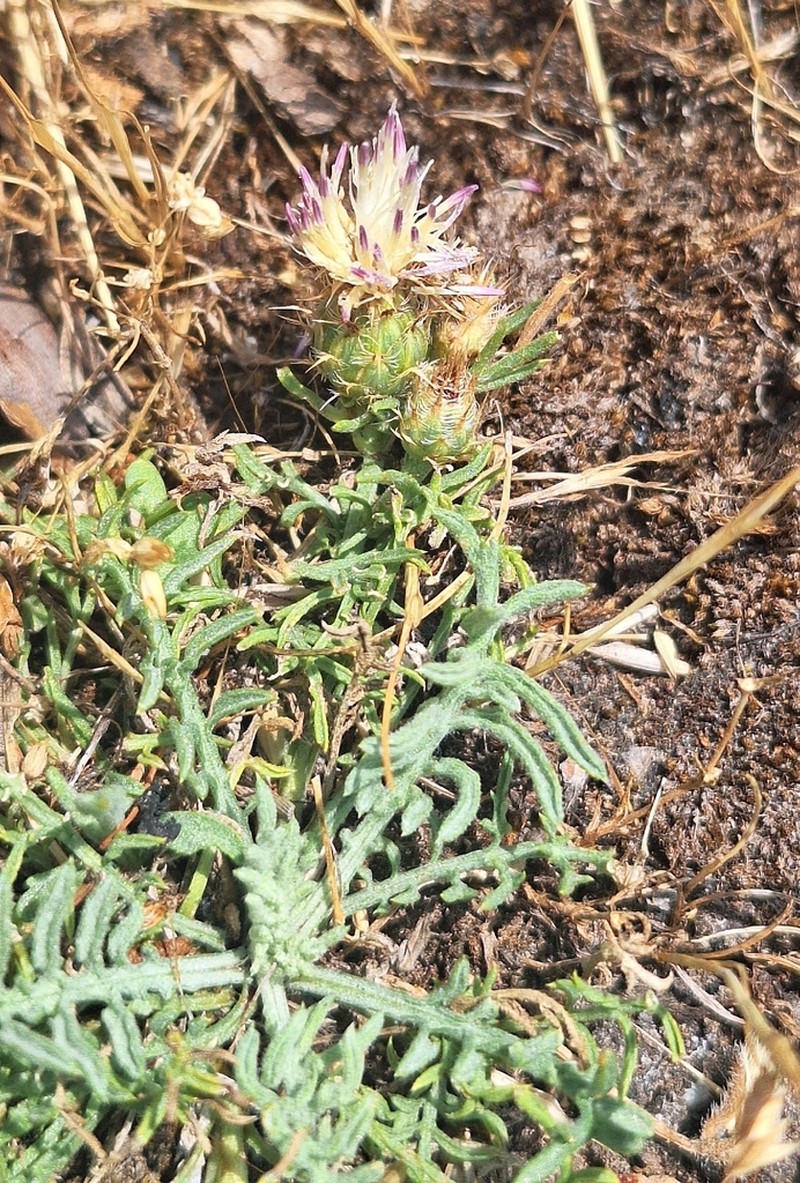 Centaurea pinae photo 5