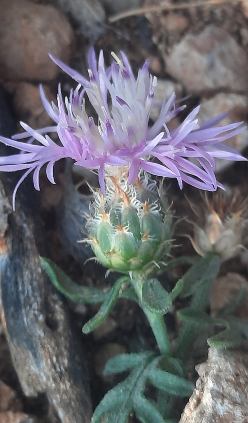 Centaurea pinae photo 6