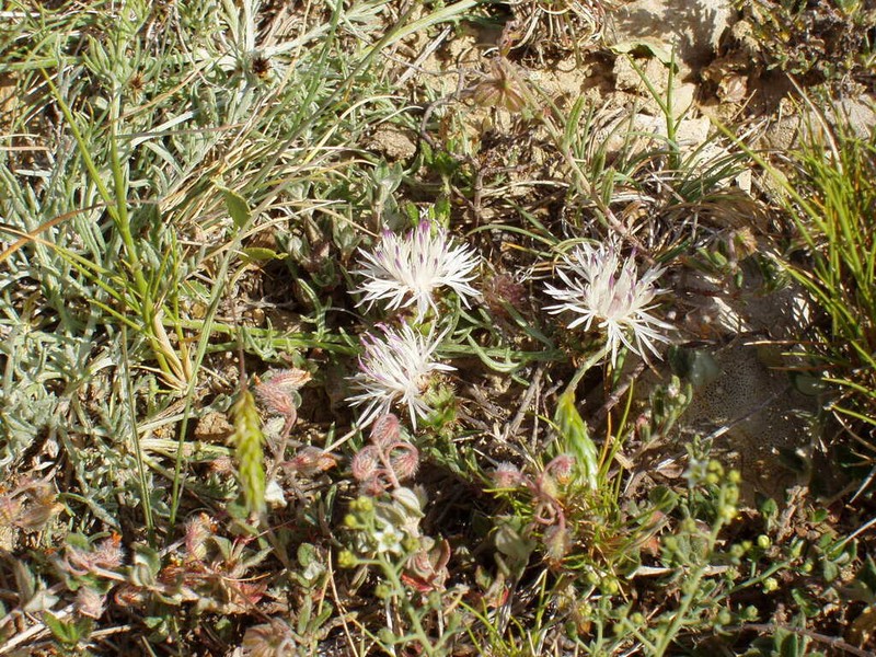 Centaurea pinae photo 7