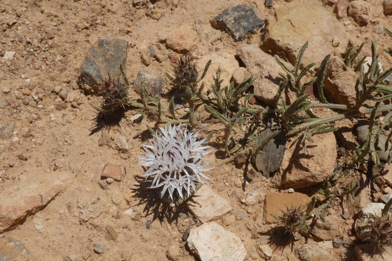 Centaurea pinae photo 8