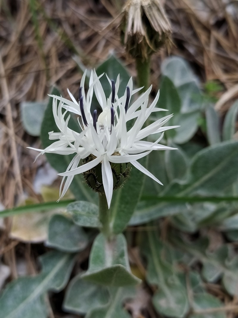 Centaurea pindicola photo 2