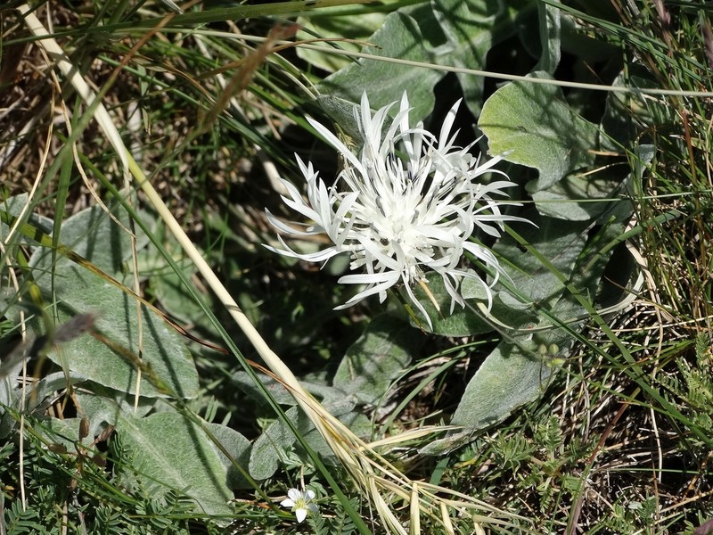 Centaurea pindicola photo 3