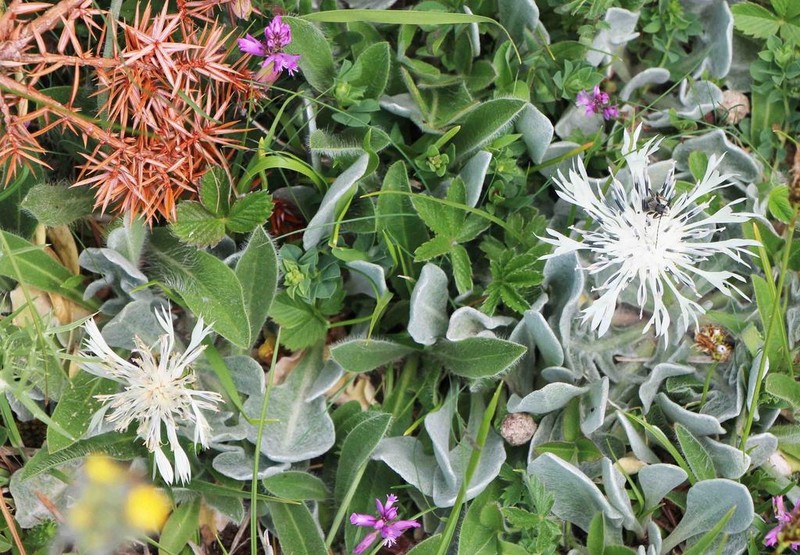 Centaurea pindicola photo 4