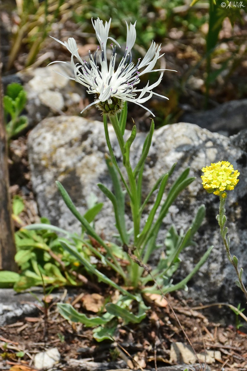 Centaurea pindicola photo 5