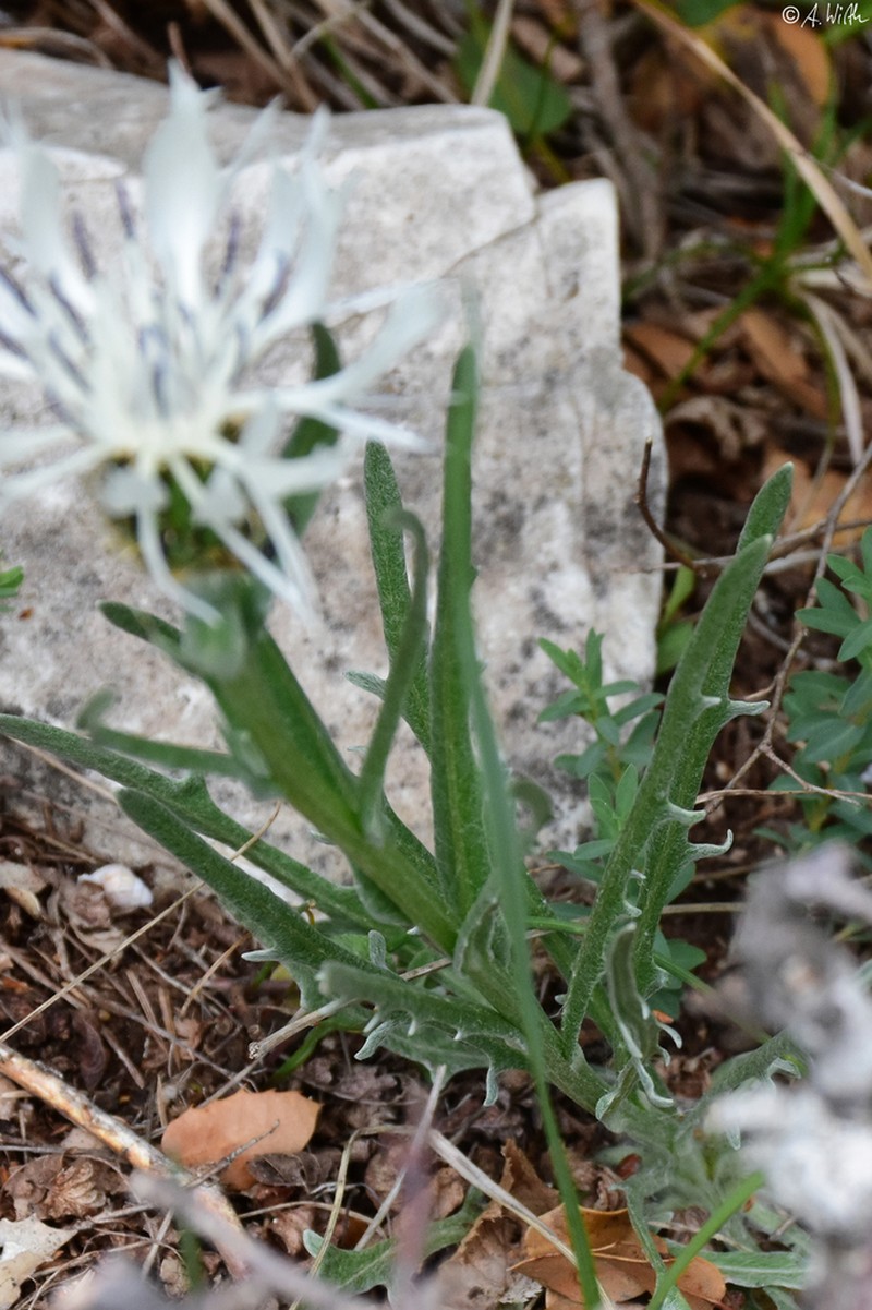 Centaurea pindicola photo 6