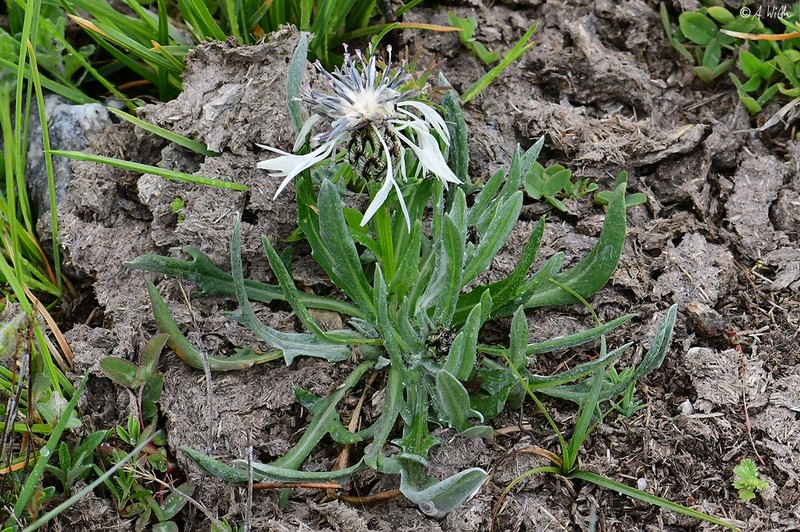 Centaurea pindicola photo 7