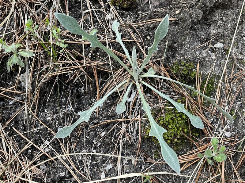 Centaurea pindicola photo 8