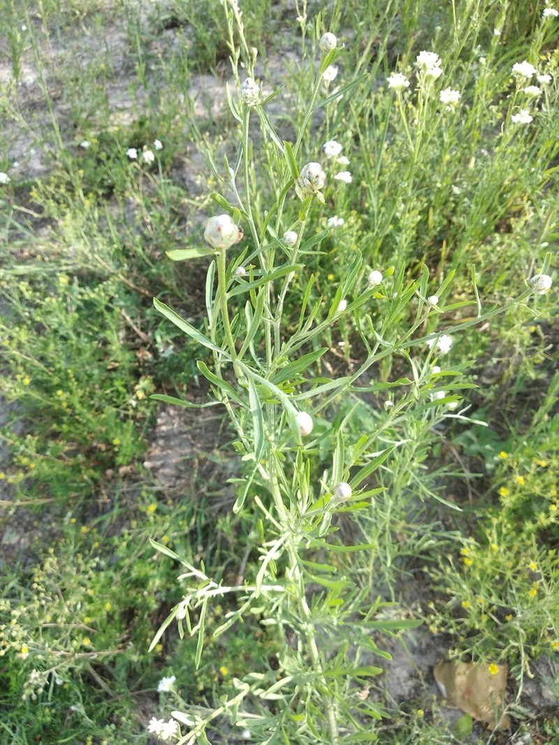 Centaurea pineticola photo 2