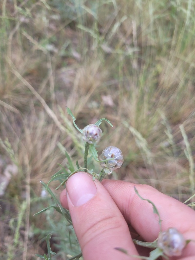 Centaurea pineticola photo 3