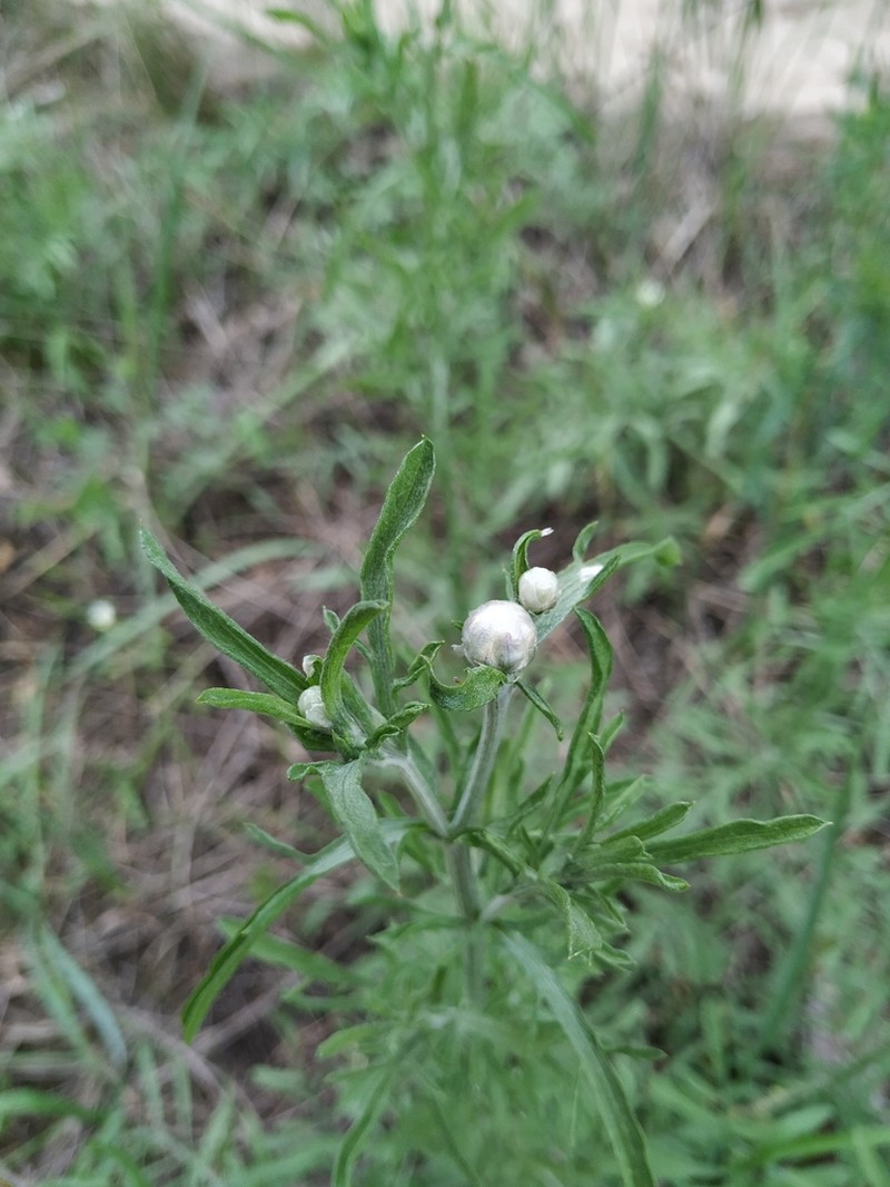Centaurea pineticola photo 5