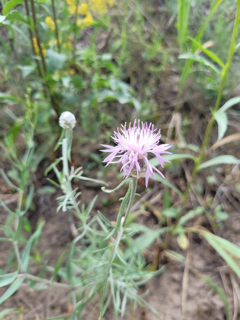 Centaurea pineticola photo 6