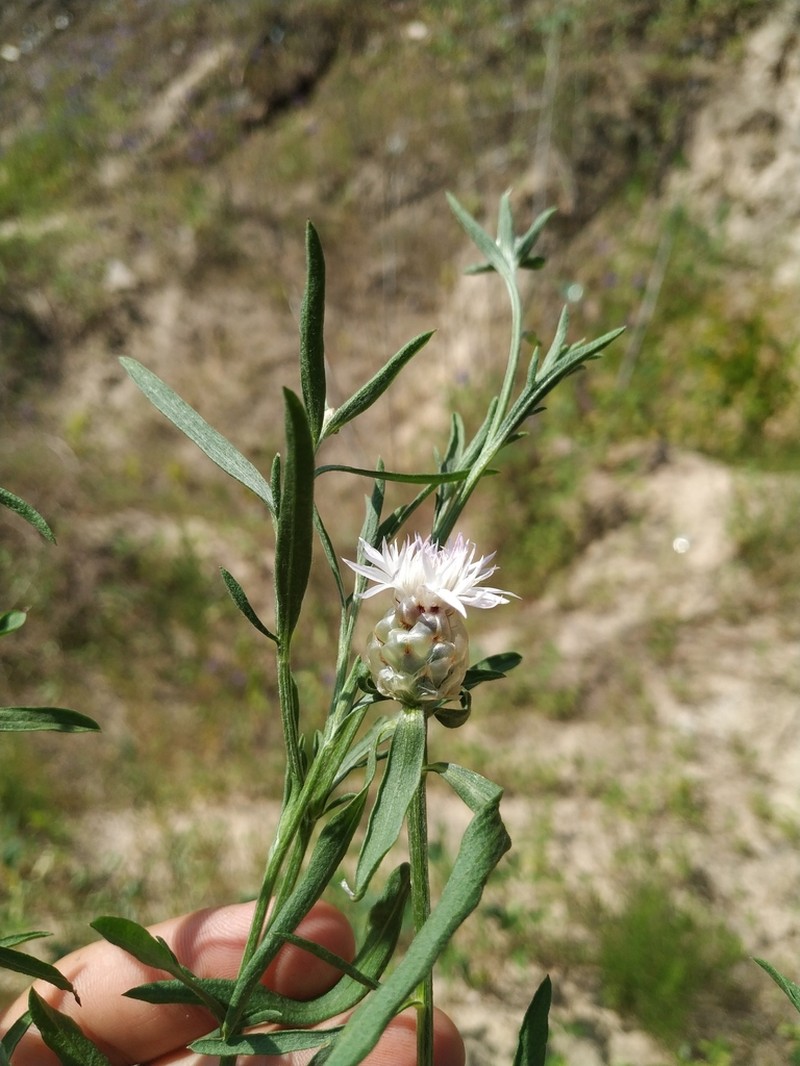 Centaurea pineticola photo 7