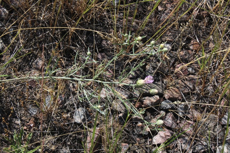 Centaurea pineticola photo 8