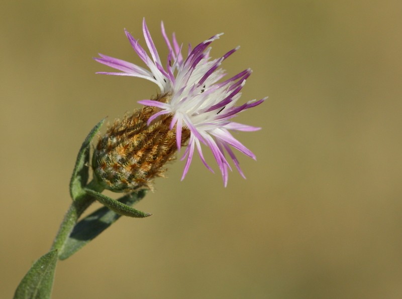 Centaurea pinetorum
