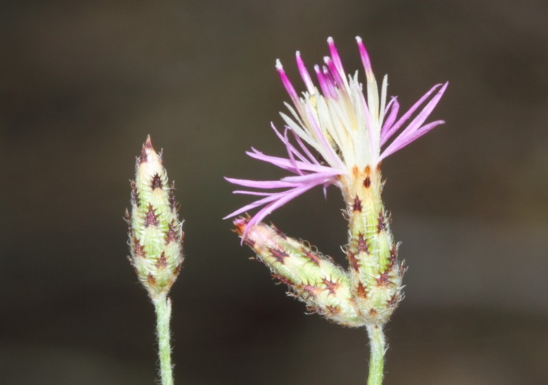 Centaurea pinetorum photo 2