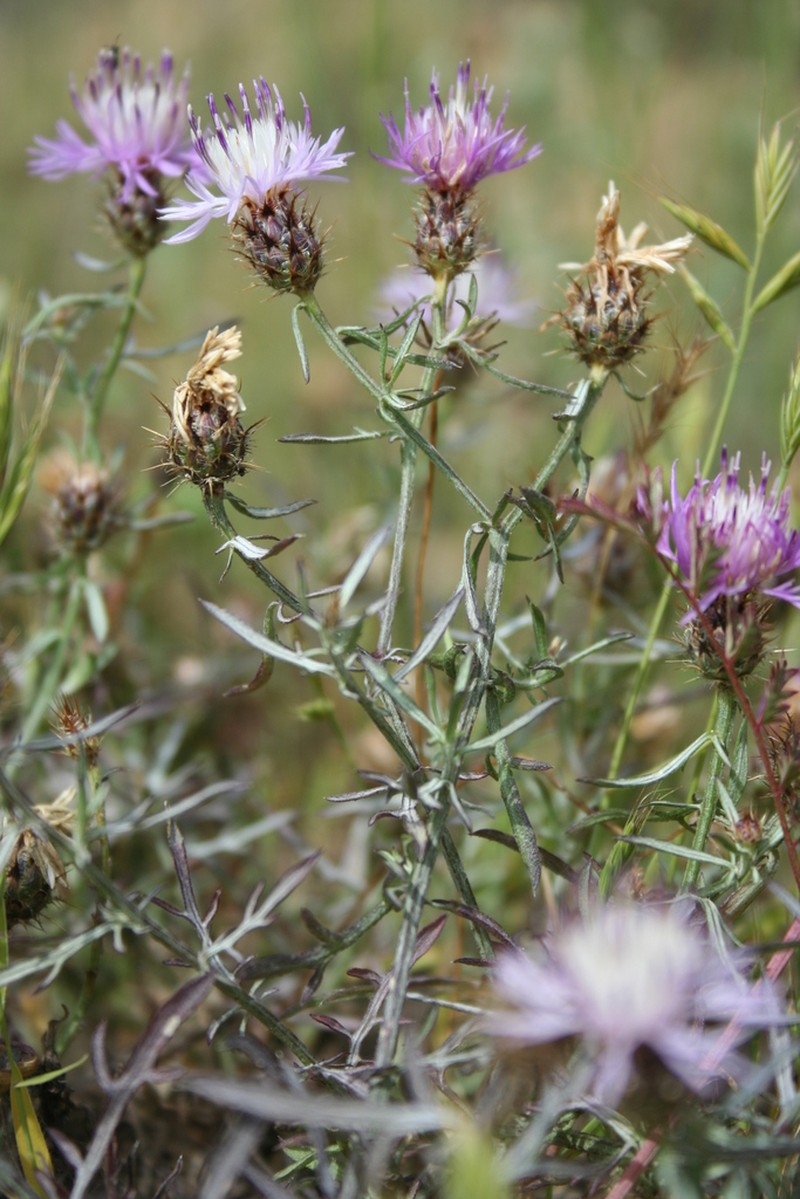 Centaurea pinnata photo 2