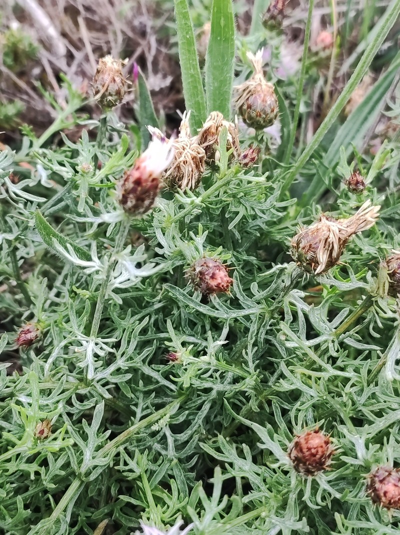 Centaurea pinnata photo 3
