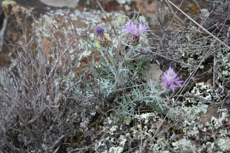 Centaurea pinnata photo 5