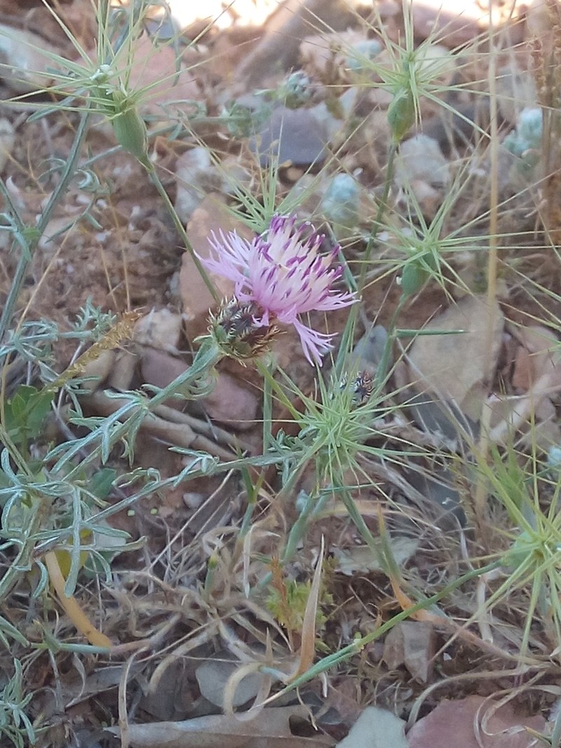 Centaurea pinnata photo 6