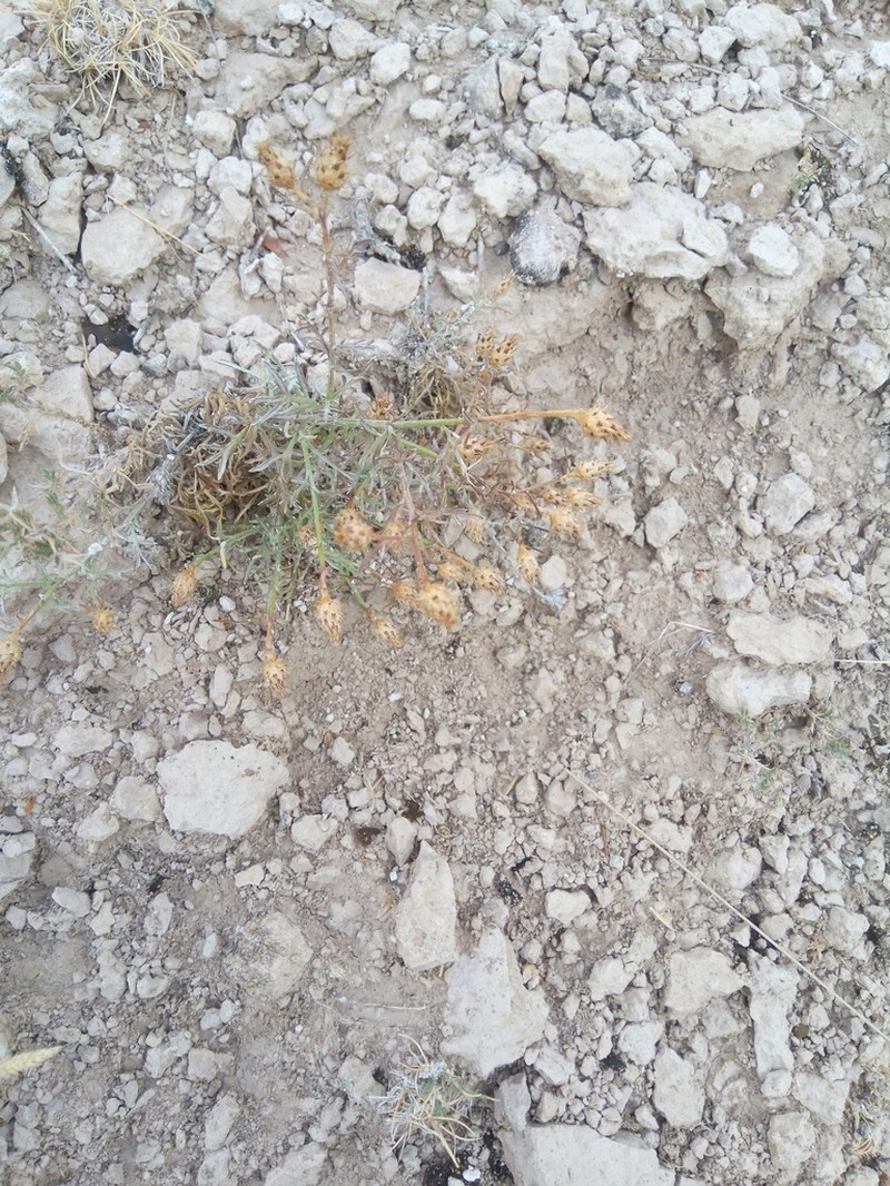 Centaurea pinnata photo 7