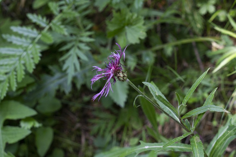 Centaurea pinnatifida