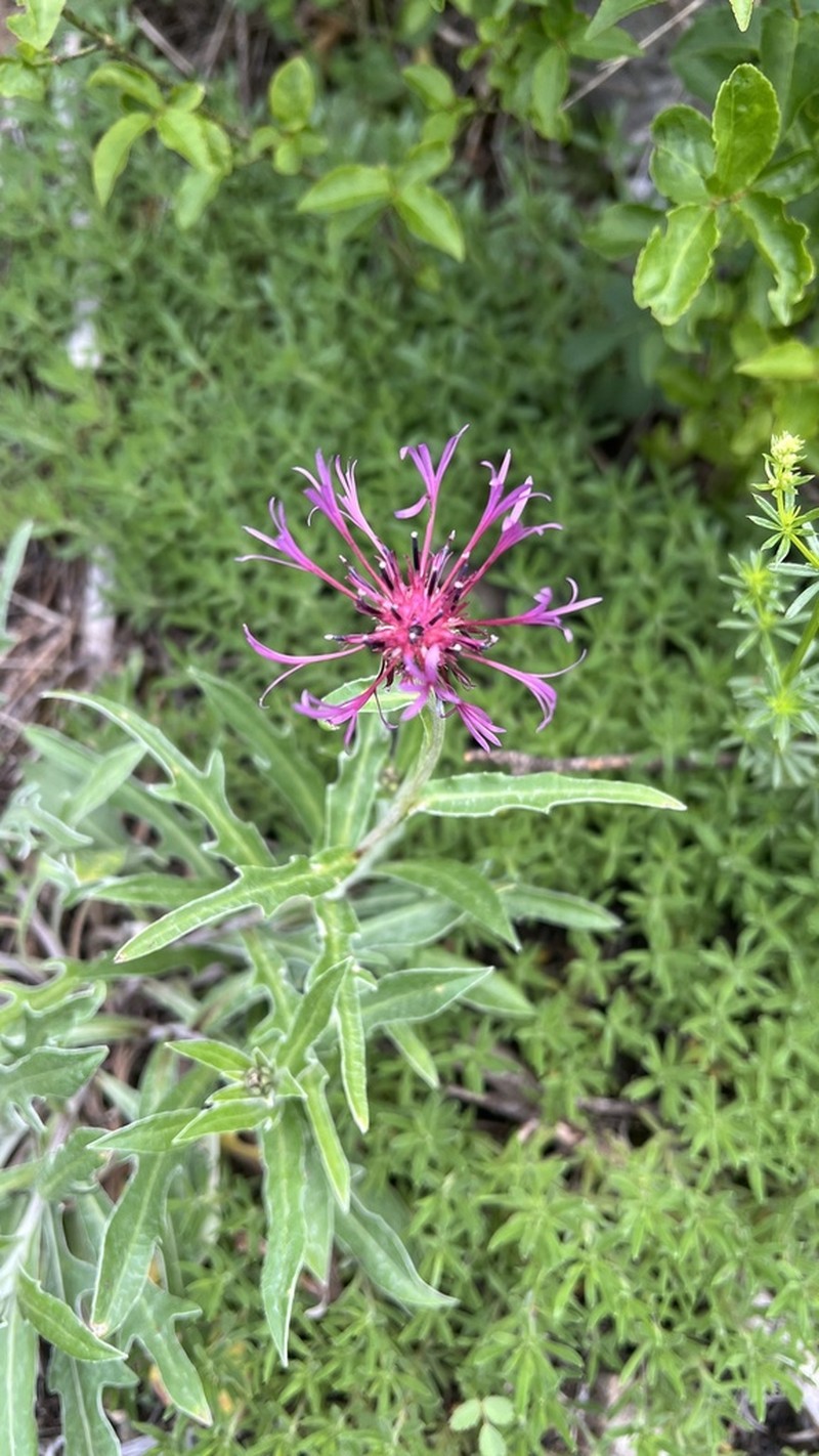 Centaurea pinnatifida photo 2