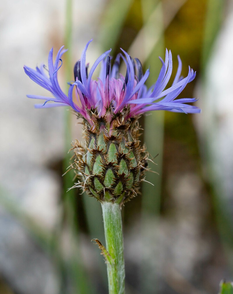 Centaurea pinnatifida photo 3
