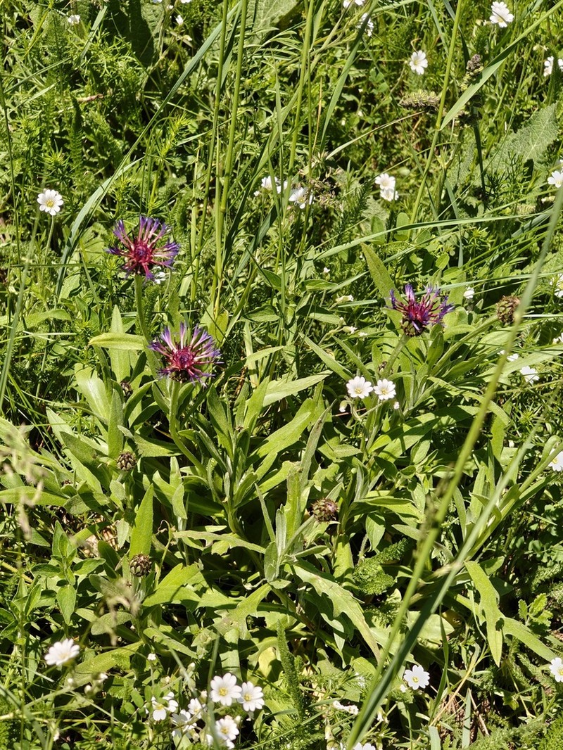 Centaurea pinnatifida photo 4