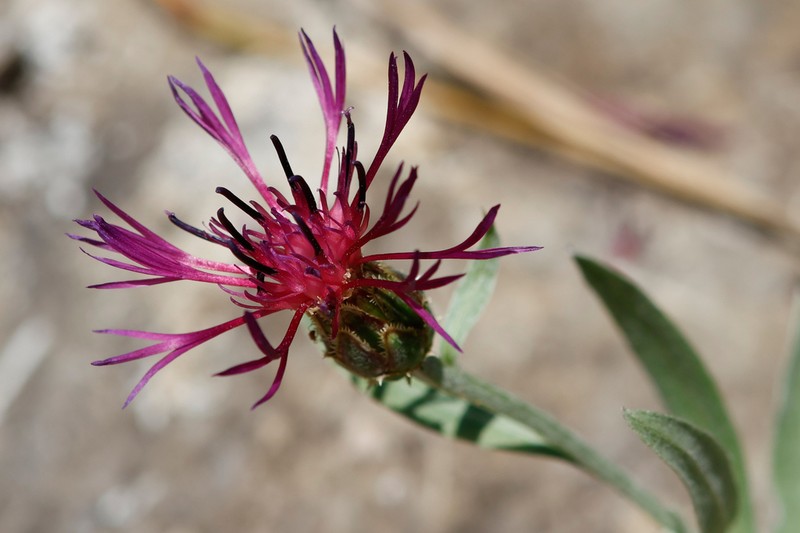 Centaurea pinnatifida photo 5