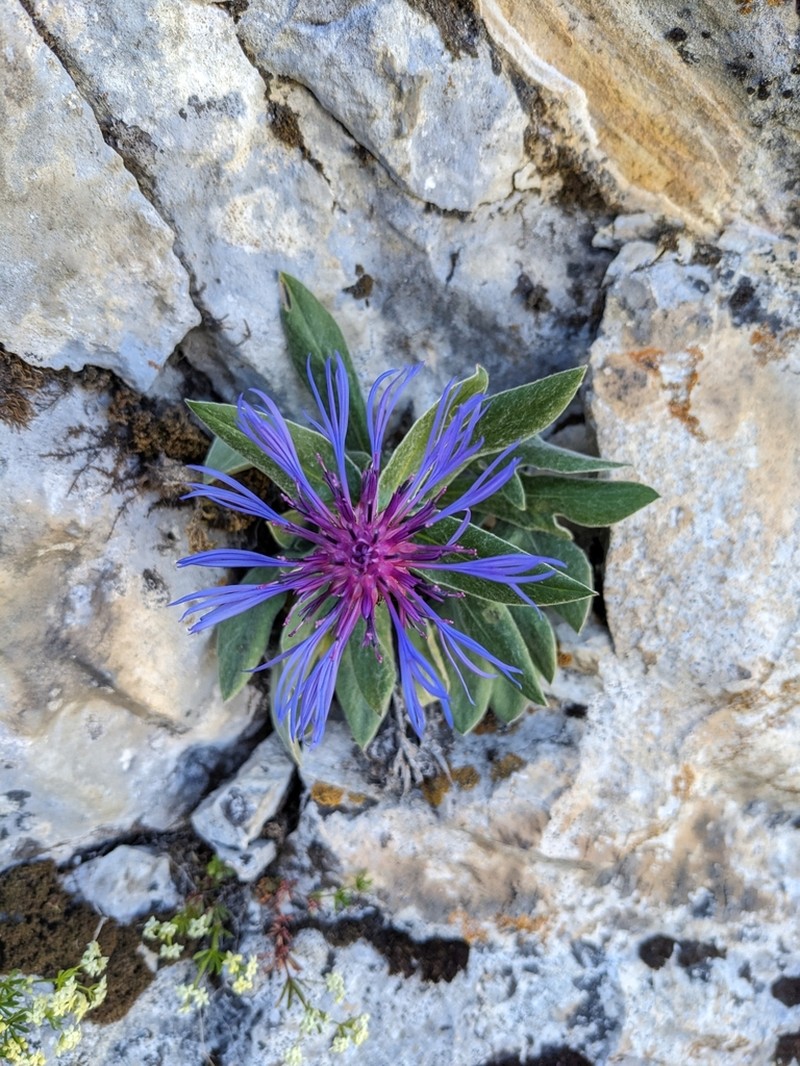 Centaurea pinnatifida photo 6
