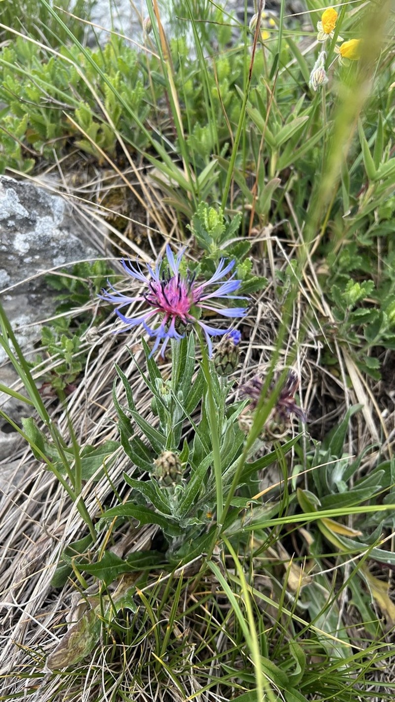 Centaurea pinnatifida photo 7