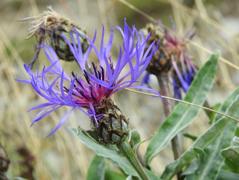 Centaurea pinnatifida photo 8