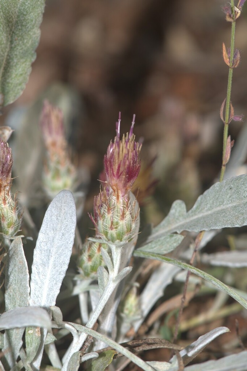 Centaurea poculatoris photo 2