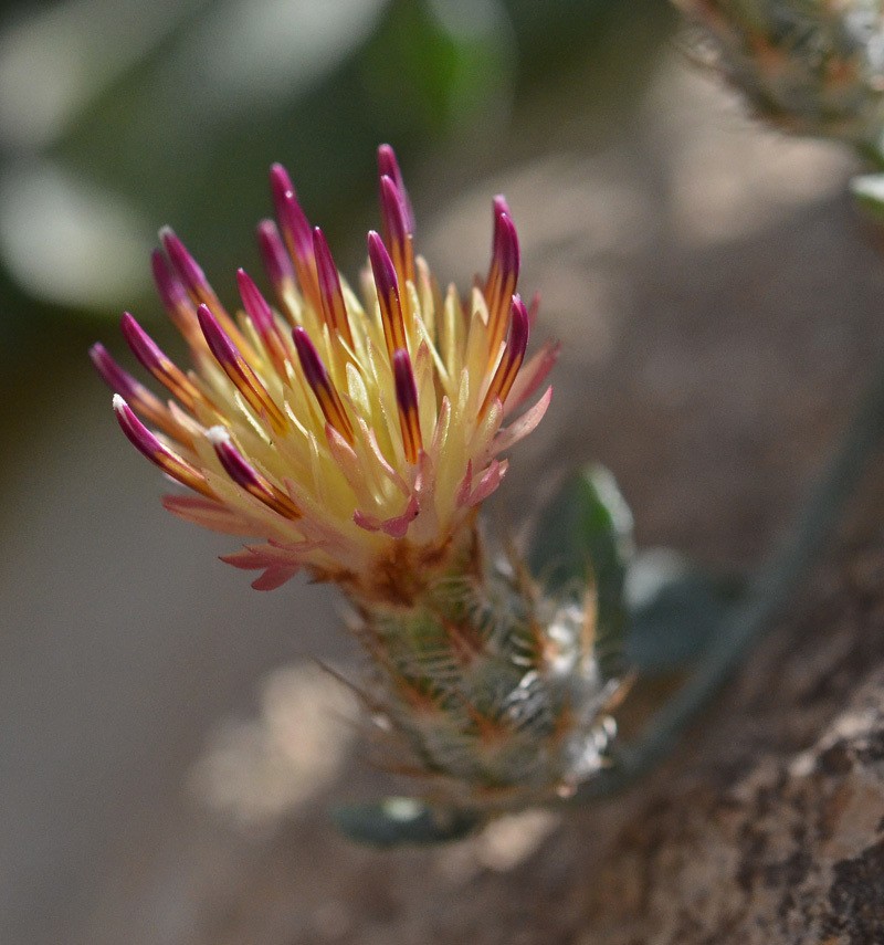 Centaurea poculatoris photo 3