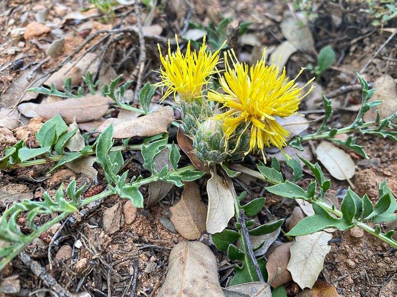 Centaurea podospermifolia