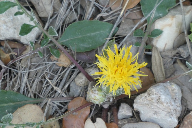 Centaurea podospermifolia photo 2