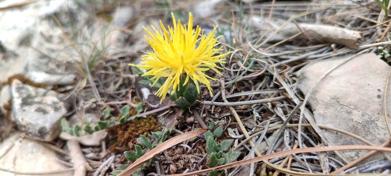 Centaurea podospermifolia photo 3