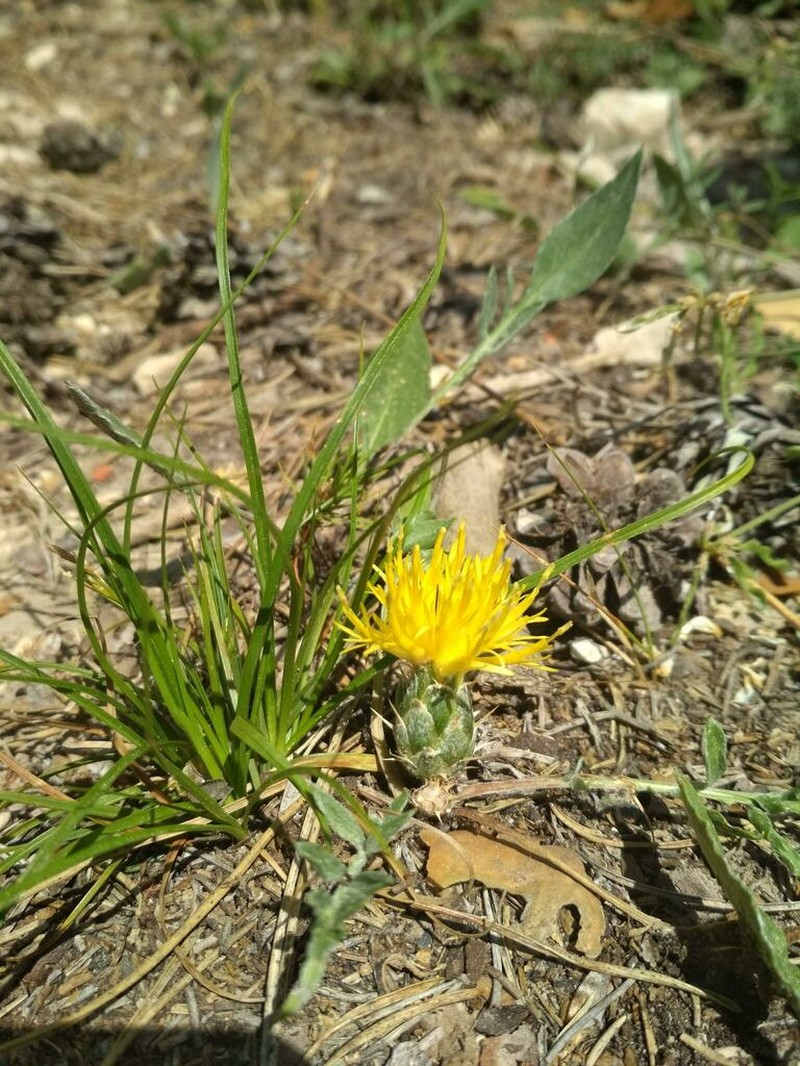 Centaurea podospermifolia photo 4