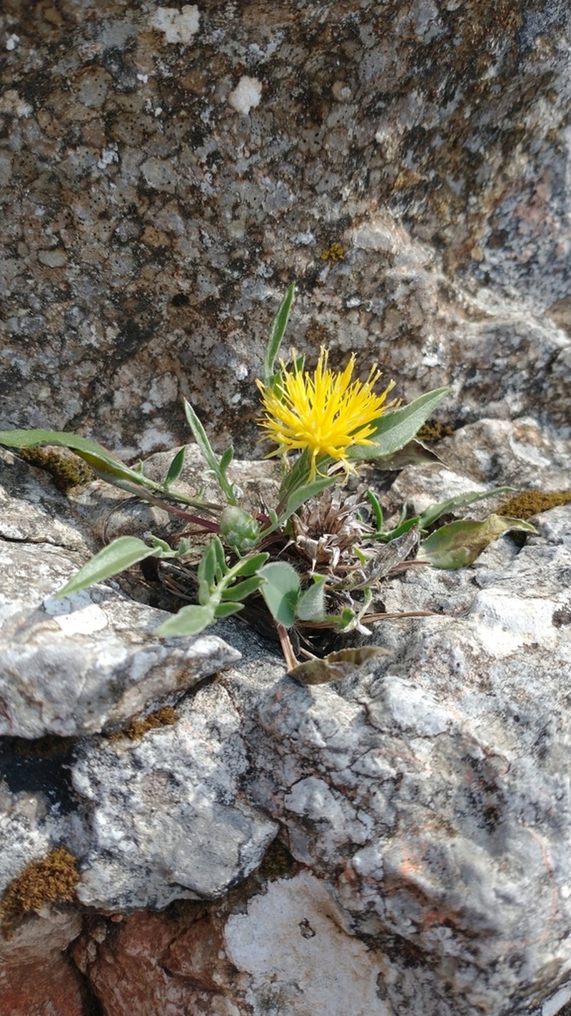 Centaurea podospermifolia photo 5
