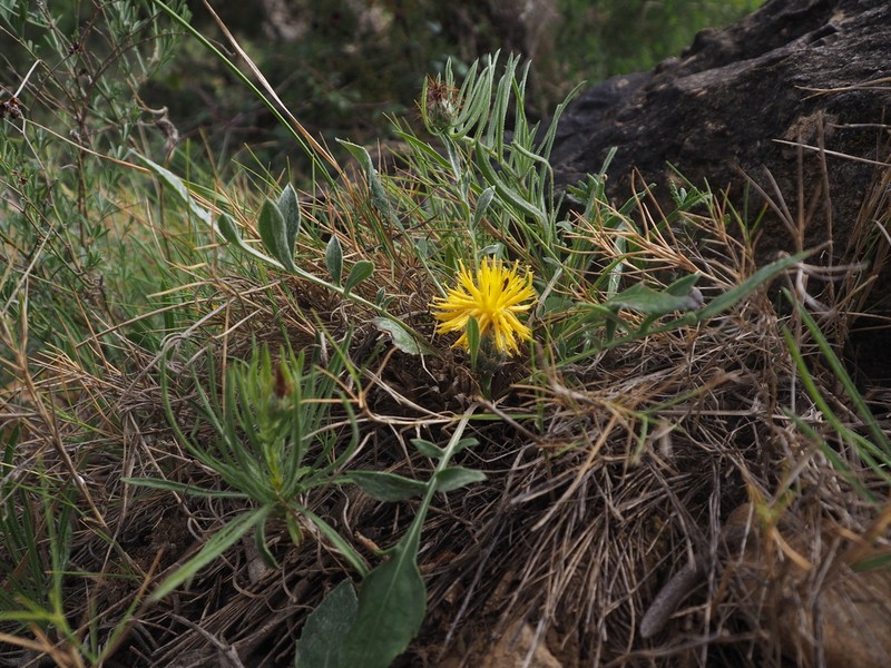 Centaurea podospermifolia photo 6
