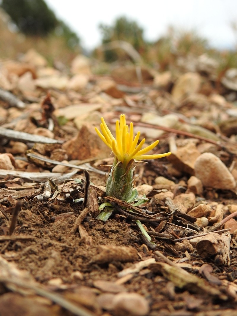 Centaurea podospermifolia photo 7
