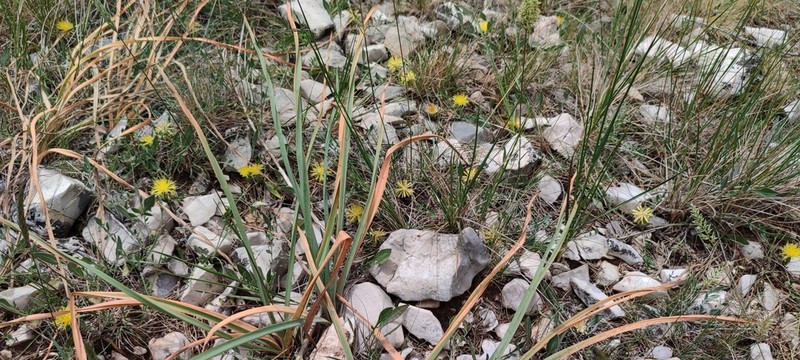 Centaurea podospermifolia photo 8