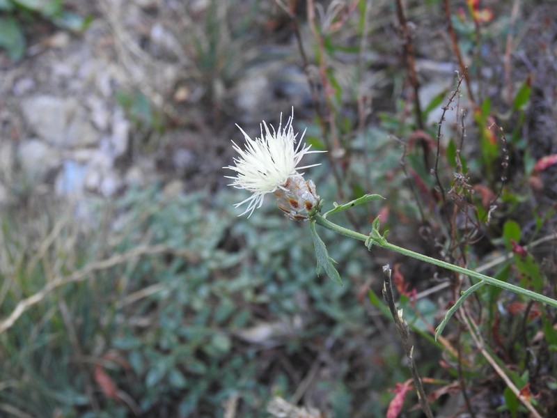 Centaurea poeltiana