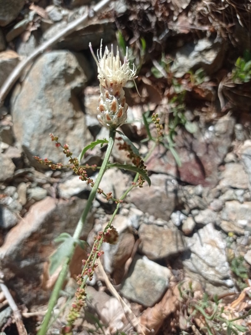 Centaurea poeltiana photo 2