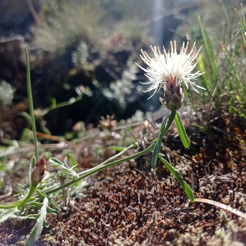 Centaurea poeltiana photo 3