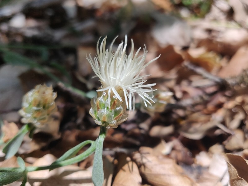 Centaurea poeltiana photo 4