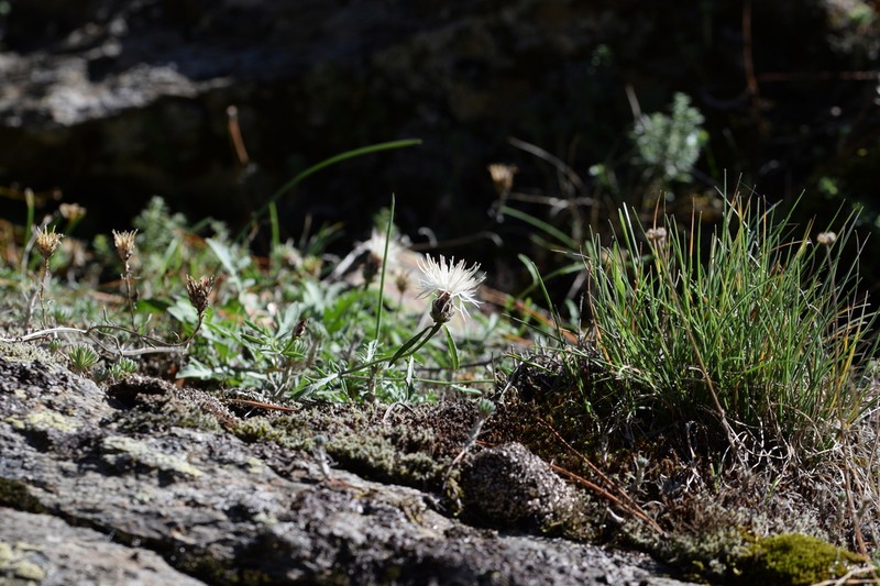 Centaurea poeltiana photo 5