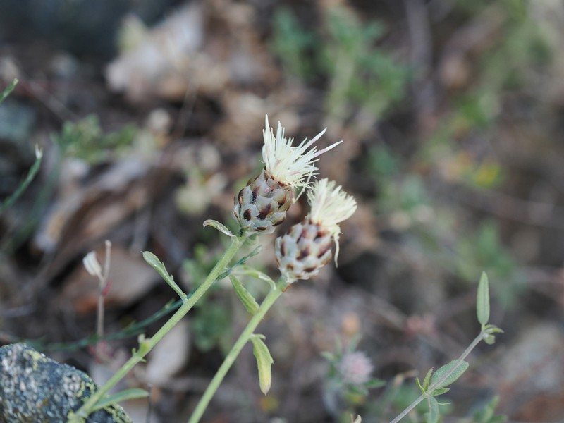 Centaurea poeltiana photo 6